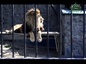 Южно-Сахалинская благотворительная организация «Милосердия» организовала для людей с ограниченными возможностями выезд в зоопарк